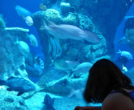 SC Aquarium has 2 story shark tank