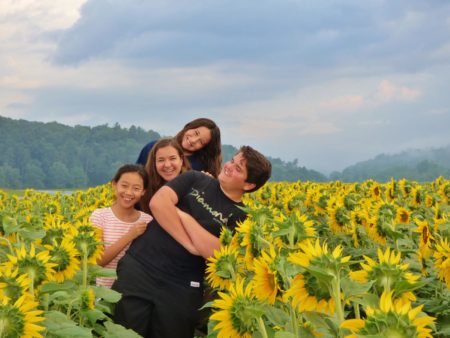sunflower field asheville