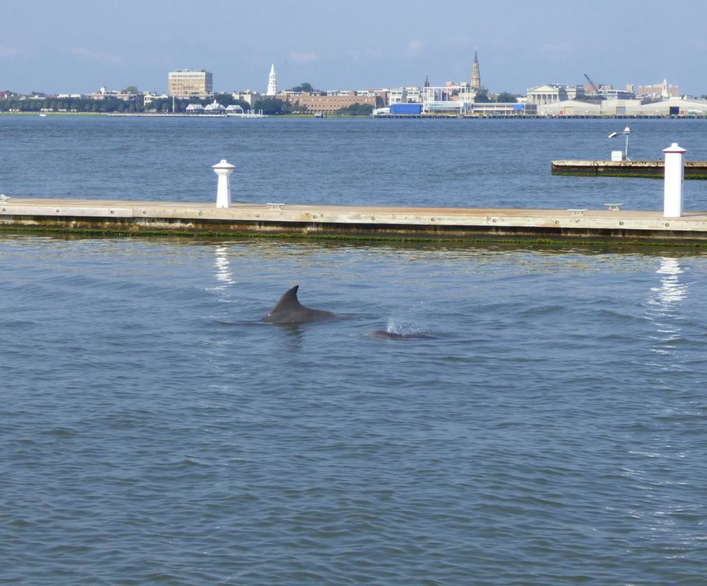Dolphins part of perfect day in Charleston,SC