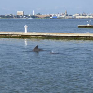 Dolphins part of perfect day in Charleston,SC